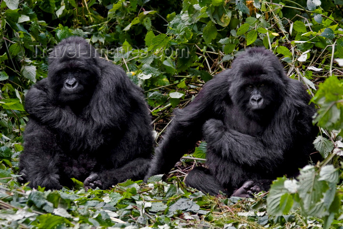 rwanda19: Volcanoes National Park, Northern Province, Rwanda: two brother Mountain Gorillas relax in their nest - Kwitonda Group - Gorilla beringei beringei - photo by C.Lovell - (c) Travel-Images.com - Stock Photography agency - Image Bank