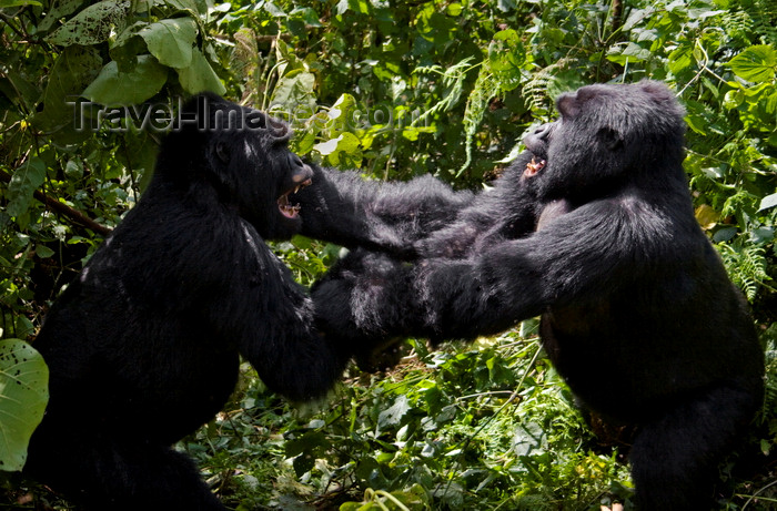 rwanda20: Volcanoes National Park, Northern Province, Rwanda: play fighting creates a pecking order within Mountain Gorillas - Kwitonda Group - Gorilla beringei beringei - photo by C.Lovell - (c) Travel-Images.com - Stock Photography agency - Image Bank