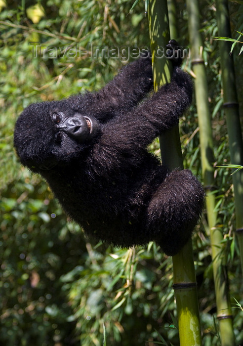 rwanda23: Volcanoes National Park, Northern Province, Rwanda: a baby Mountain Gorilla climbs bamboo - Gorilla beringei beringei - photo by C.Lovell - (c) Travel-Images.com - Stock Photography agency - Image Bank