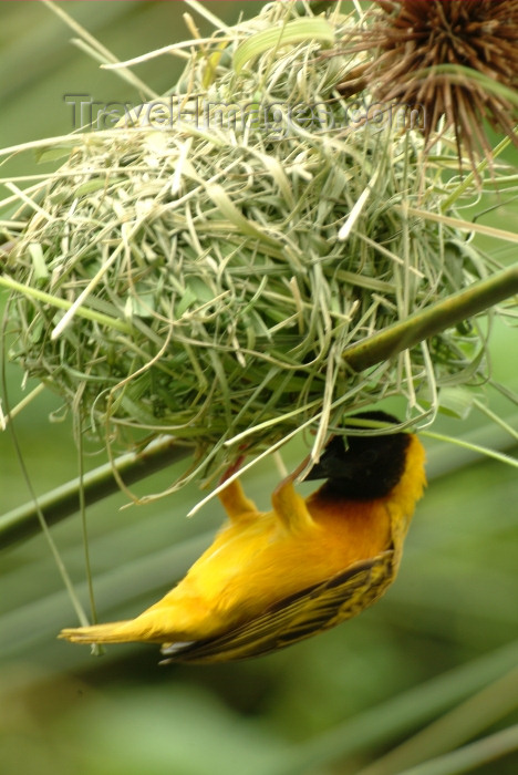 rwanda3: Africa - Rwanda: bird making a nest - Golden-backed Weaver - Ploceus jacksoni - photo by J.Banks - (c) Travel-Images.com - Stock Photography agency - Image Bank