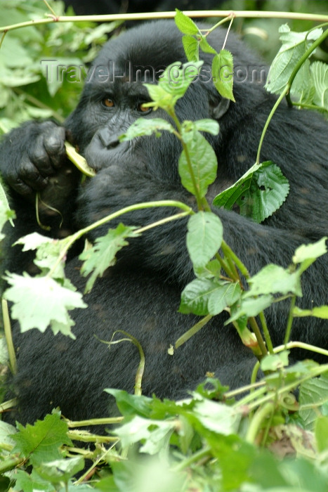 rwanda9: Rwanda - Parc National des Volcans - Virunga Volcanoes/ Volcanoes' national park: mountain gorilla feeding - photo by J.Banks - (c) Travel-Images.com - Stock Photography agency - Image Bank