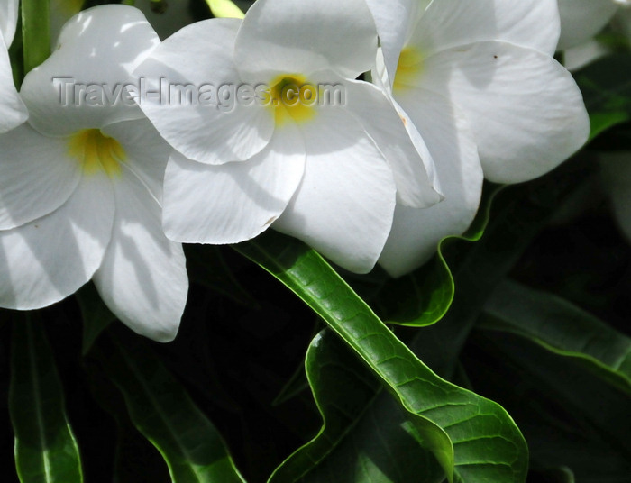 saba14: The Bottom, Saba: Plumeria flowers - Frangipani - photo by M.Torres - (c) Travel-Images.com - Stock Photography agency - Image Bank