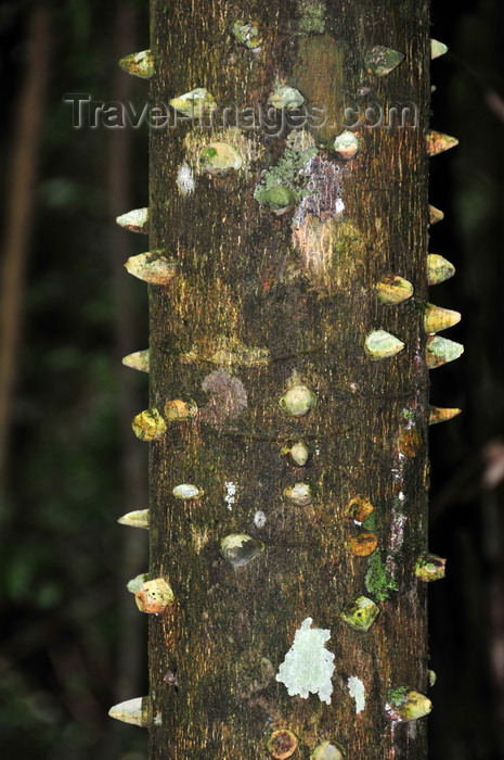 saba20: Mt Scenery trail, Saba: trunk with spikes - tropical forest - Ceiba speciosa - Floss Silk Tree on the hiking trail - photo by M.Torres - (c) Travel-Images.com - Stock Photography agency - Image Bank