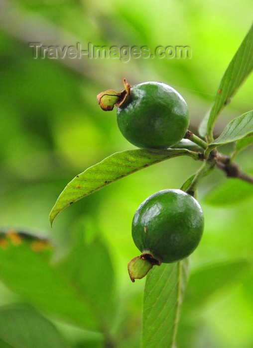 saba21: Mt Scenery trail, Saba: fruits of Eugenia tree growing in the forest - photo by M.Torres - (c) Travel-Images.com - Stock Photography agency - Image Bank