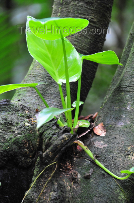 saba22: Mt Scenery trail, Saba: plant grows on a tree trunk - elfin forest - the island is famous for its ecotourism - photo by M.Torres - (c) Travel-Images.com - Stock Photography agency - Image Bank