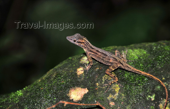 saba23: Mt Scenery trail, Saba: female Saba Anole Lizard - Anolis sabanus - endemic species - photo by M.Torres - (c) Travel-Images.com - Stock Photography agency - Image Bank