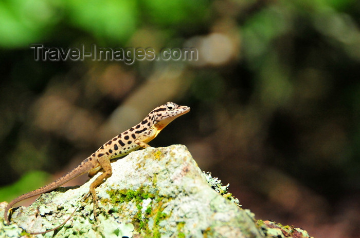 saba24: Mt Scenery trail, Saba: Saba Anole Lizard - only the male has this spotted pattern - Anolis sabanus - endemic species - photo by M.Torres - (c) Travel-Images.com - Stock Photography agency - Image Bank