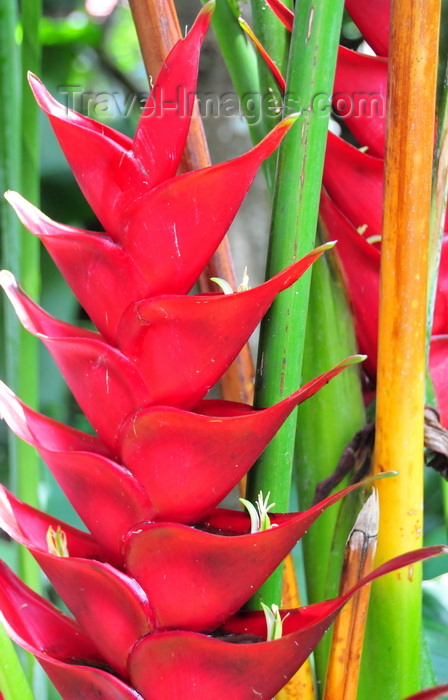 saba25: Mt Scenery trail, Saba: wild Heliconia caribaea in the forest - tropical flower - Saba has a diverse and vibrant ecosystem - photo by M.Torres - (c) Travel-Images.com - Stock Photography agency - Image Bank