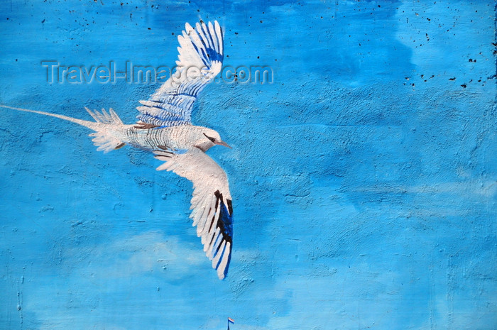 saba41: Fort Bay, Saba: harbour mural - Red-billed Tropicbird in flight - Phaethon aethereus - Boatswain Bird - photo by M.Torres - (c) Travel-Images.com - Stock Photography agency - Image Bank