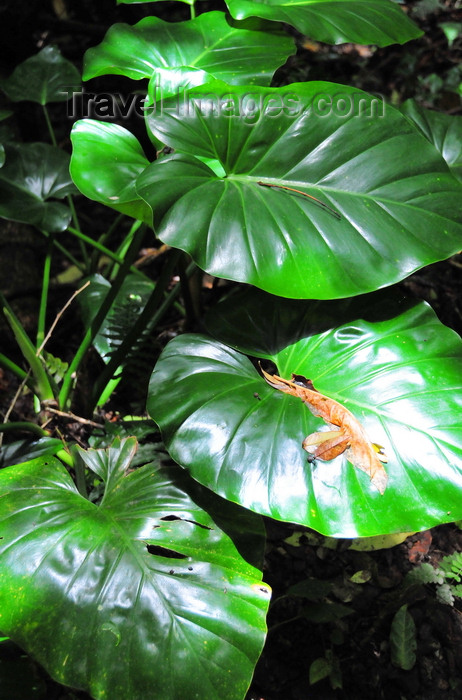 saba66: Mt Scenery trail, Saba: elephant's ears in the rainforest - Philodendron giganteum - photo by M.Torres - (c) Travel-Images.com - Stock Photography agency - Image Bank