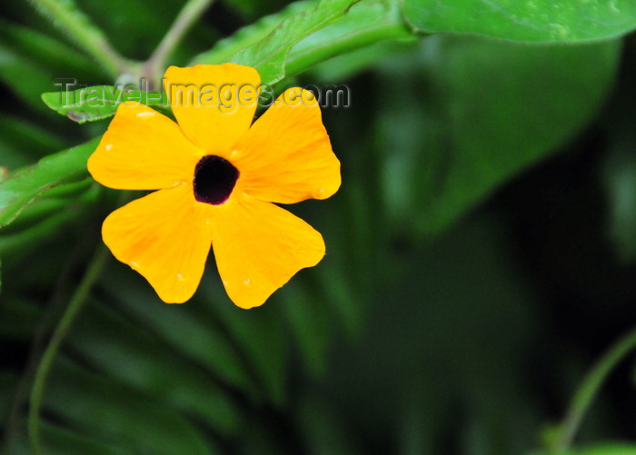 saba67: Mt Scenery trail, Saba: black-eyed susan - Saba's official flower - Thunbergia alata - photo by M.Torres - (c) Travel-Images.com - Stock Photography agency - Image Bank