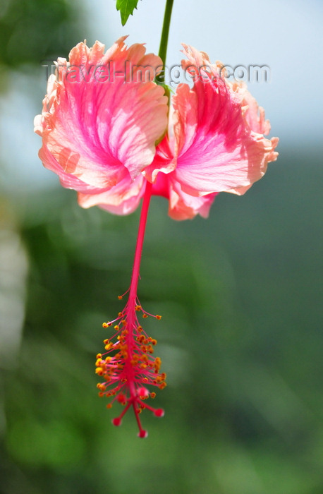 saba72: Windwardside, Saba: Hibiscus flower - photo by M.Torres - (c) Travel-Images.com - Stock Photography agency - Image Bank