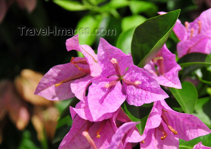 saba74: Windwardside, Saba: bougainvillea flowers - photo by M.Torres - (c) Travel-Images.com - Stock Photography agency - Image Bank