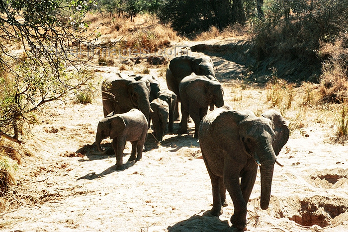 safrica100: South Africa - Kruger Park: African elephants - photo by J.Stroh - (c) Travel-Images.com - Stock Photography agency - Image Bank