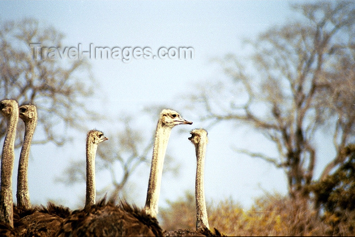 safrica101: South Africa - Kruger Park: ostriches - Struthio camelus - photo by J.Stroh - (c) Travel-Images.com - Stock Photography agency - Image Bank