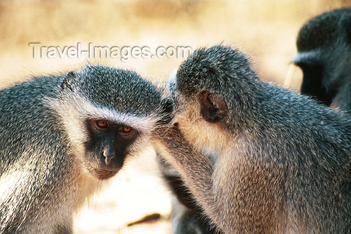 safrica102: South Africa - Kruger Park: Vervet monkeys - Cercopithecus aethiops - photo by J.Stroh - (c) Travel-Images.com - Stock Photography agency - Image Bank