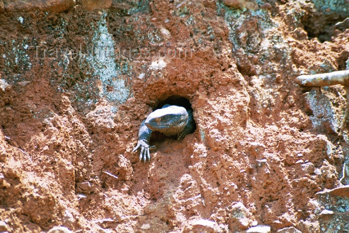 safrica105: South Africa - Loskop nature reserve: lizard in a burrow - photo by J.Stroh - (c) Travel-Images.com - Stock Photography agency - Image Bank