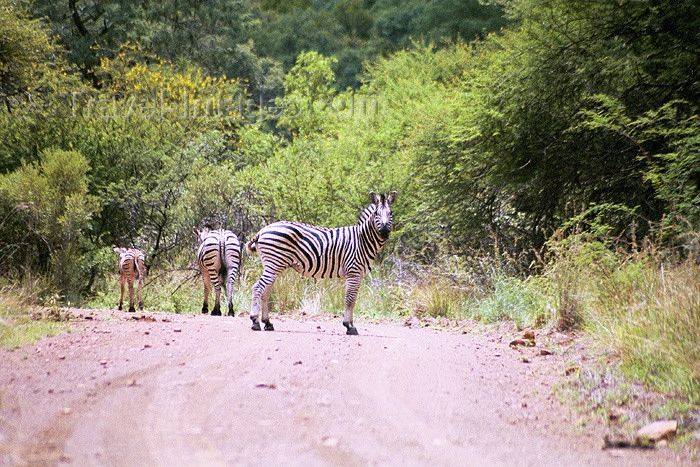 safrica106: South Africa - Loskop nature reserve: zebra Kruger Park: zebras on a road - photo by J.Stroh - (c) Travel-Images.com - Stock Photography agency - Image Bank