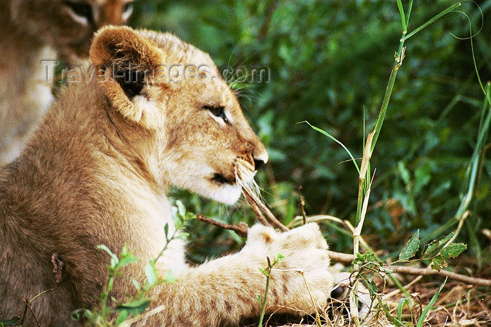 safrica107: South Africa - Limpopo province: lion cub resting - photo by J.Stroh - (c) Travel-Images.com - Stock Photography agency - Image Bank