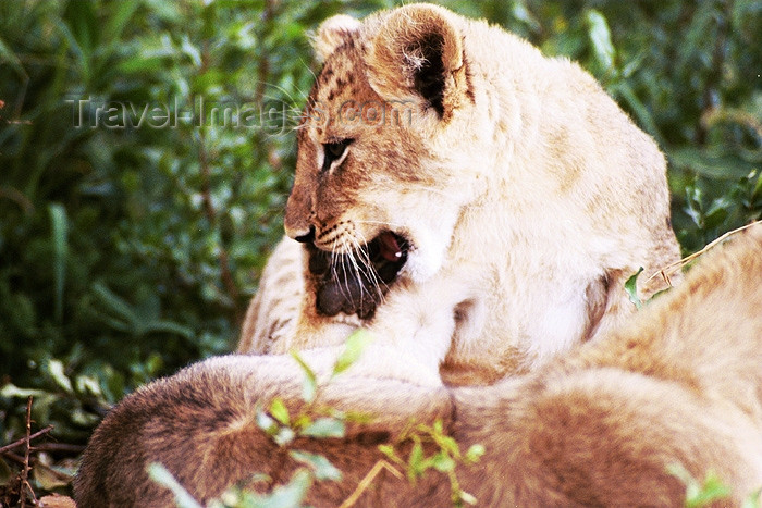 safrica108: South Africa - Limpopo province: lion cub - photo by J.Stroh - (c) Travel-Images.com - Stock Photography agency - Image Bank