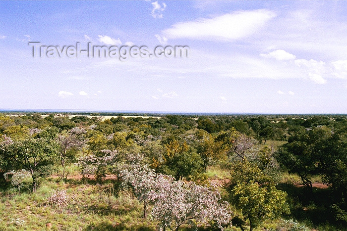 safrica110: South Africa - Modimole: bushveld view - sub-tropical woodland - photo by J.Stroh - (c) Travel-Images.com - Stock Photography agency - Image Bank