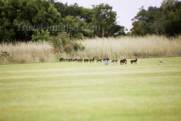 safrica111: South Africa - Modimole: mabalingwe country club driving range - golf - photo by J.Stroh - (c) Travel-Images.com - Stock Photography agency - Image Bank