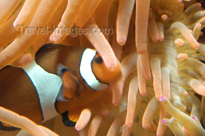 safrica116: South Africa - Anemone fish at Two Oceans Aquarium, Cape Town - photo by B.Cain - (c) Travel-Images.com - Stock Photography agency - Image Bank