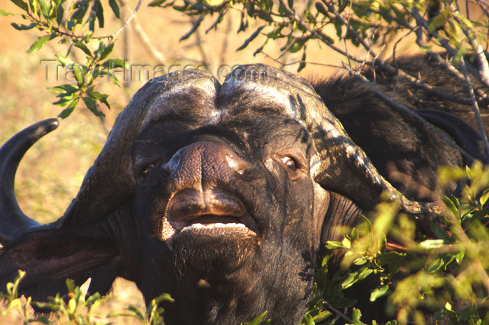 safrica123: South Africa - South Africa Cape Buffalo close-up, Singita - photo by B.Cain - (c) Travel-Images.com - Stock Photography agency - Image Bank