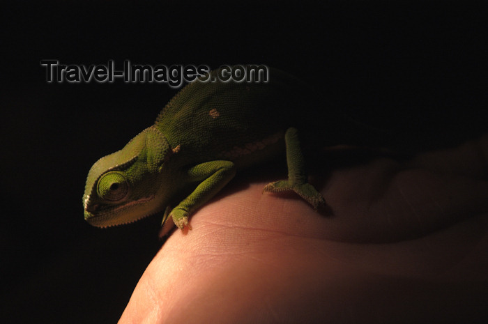 safrica126: South Africa - South Africa Chamelion on a hand at night, Singita - photo by B.Cain - (c) Travel-Images.com - Stock Photography agency - Image Bank