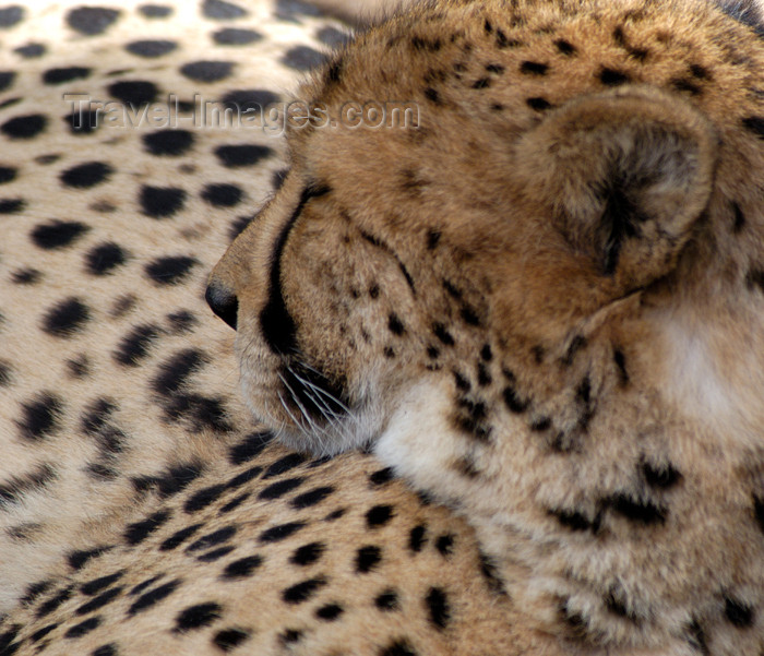 safrica127: South Africa - Cheeta profile, big cats rehab ctr, Oudtshoorn, Garden Route - photo by B.Cain - (c) Travel-Images.com - Stock Photography agency - Image Bank