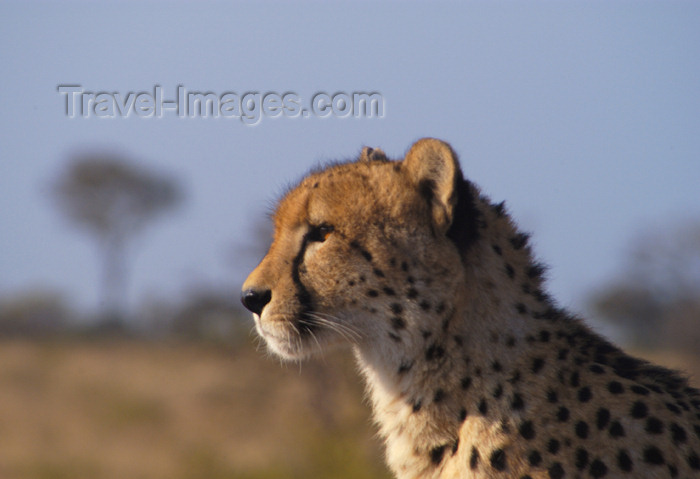 safrica129: South Africa - South Africa Cheetah head & shoulders, Singita - photo by B.Cain - (c) Travel-Images.com - Stock Photography agency - Image Bank