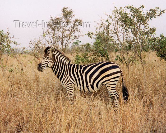 safrica13: South Africa - Kruger National Park (Eastern Transvaal): lone zebra in the grassland - Equus burchelli - photo by M.Torres  - (c) Travel-Images.com - Stock Photography agency - Image Bank
