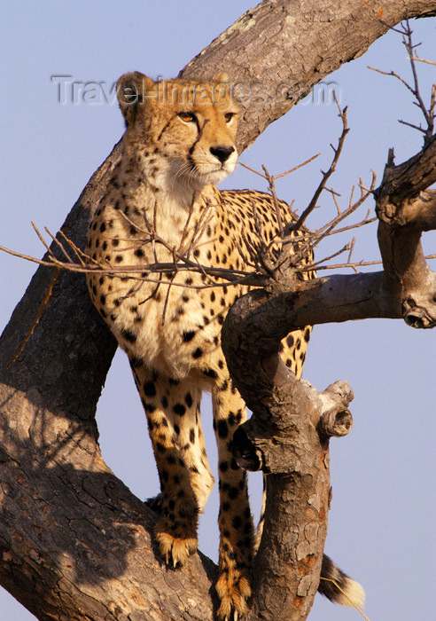 safrica130: South Africa - South Africa Cheetah in tree, Singita - photo by B.Cain - (c) Travel-Images.com - Stock Photography agency - Image Bank