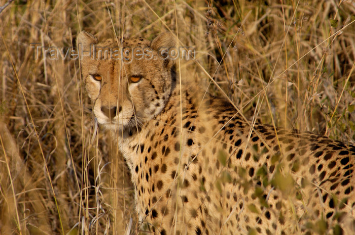 safrica131: South Africa - South Africa Cheetah sitting in tall grass, Singita - photo by B.Cain - (c) Travel-Images.com - Stock Photography agency - Image Bank