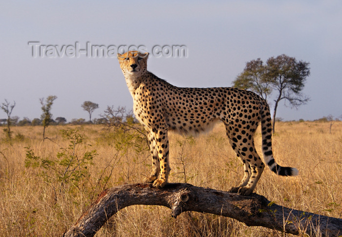 safrica132: South Africa - South Africa Cheetah standing on log, Singita - photo by B.Cain - (c) Travel-Images.com - Stock Photography agency - Image Bank