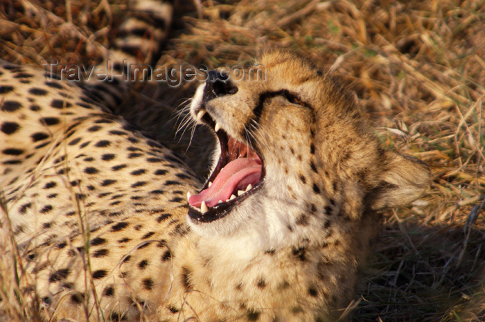safrica134: South Africa - South Africa Cheetah yawning, Singita - photo by B.Cain - (c) Travel-Images.com - Stock Photography agency - Image Bank