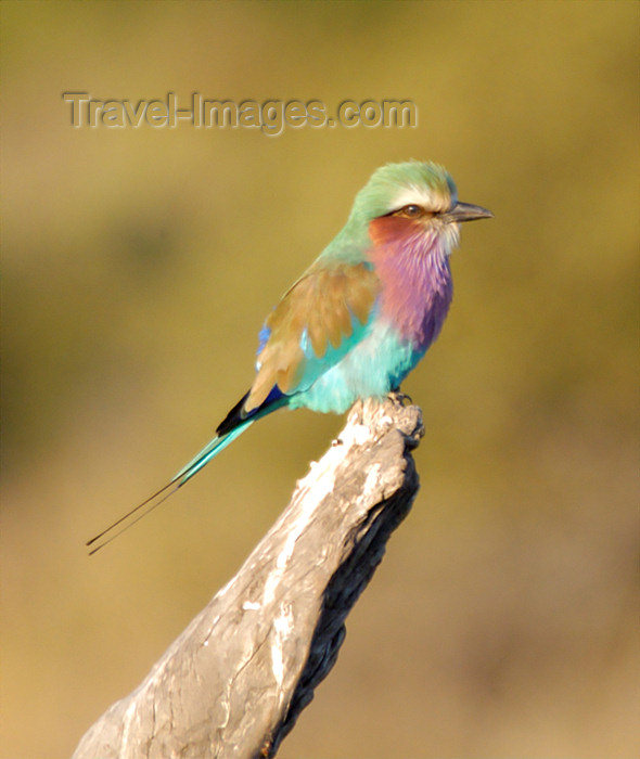 safrica135: South Africa - South Africa Colorful bird, Singita - photo by B.Cain - (c) Travel-Images.com - Stock Photography agency - Image Bank