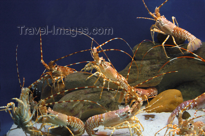 safrica136: South Africa - Crayfish at Two Oceans Aquarium, Cape Town - photo by B.Cain - (c) Travel-Images.com - Stock Photography agency - Image Bank