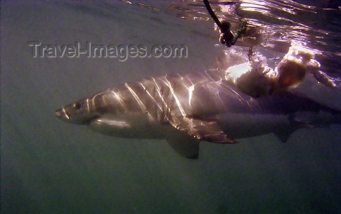 safrica138: South Africa - Great white shark and chum, from cage, near Gansbaai - photo by B.Cain - (c) Travel-Images.com - Stock Photography agency - Image Bank