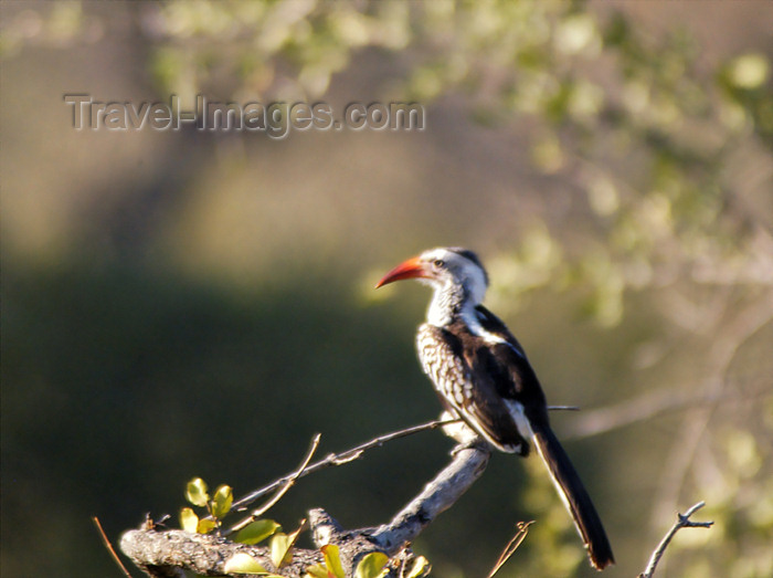 safrica141: South Africa - South Africa Hornbill bird, red beak, Singita - photo by B.Cain - (c) Travel-Images.com - Stock Photography agency - Image Bank