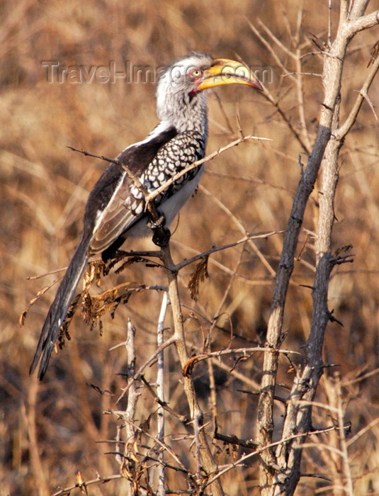 safrica142: South Africa - South Africa Hornbill bird, yellow beak, Singita - photo by B.Cain - (c) Travel-Images.com - Stock Photography agency - Image Bank