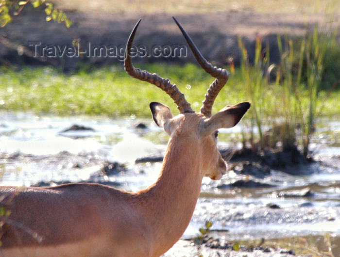 safrica144: South Africa - South Africa Impala by stream, Singita - photo by B.Cain - (c) Travel-Images.com - Stock Photography agency - Image Bank