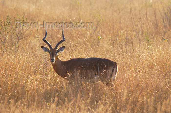 safrica145: South Africa - South Africa Impala in field - Aepyceros melampus, Singita - photo by B.Cain - (c) Travel-Images.com - Stock Photography agency - Image Bank