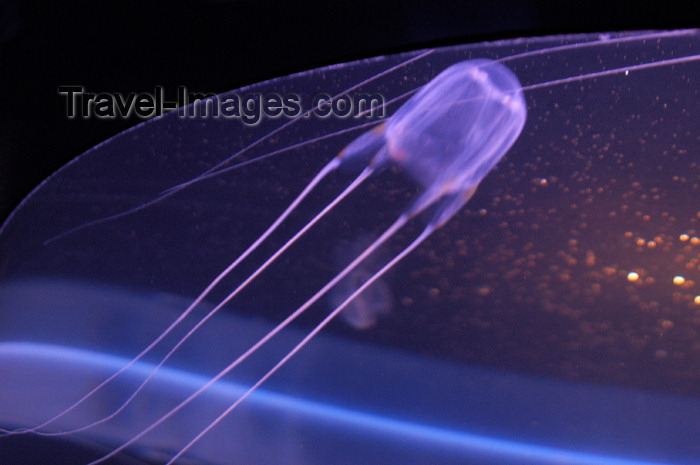 safrica146: South Africa - Jellyfish at Two Oceans Aquarium, Cape Town - photo by B.Cain - (c) Travel-Images.com - Stock Photography agency - Image Bank