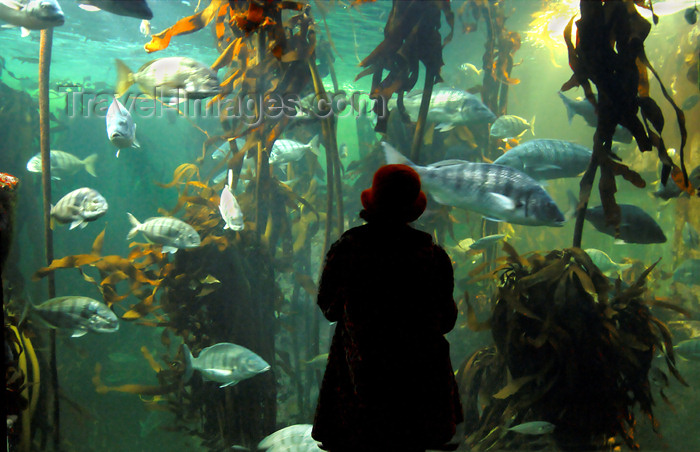 safrica147: South Africa - Kelp tank and person at Two Oceans Aquarium, Cape Town - photo by B.Cain - (c) Travel-Images.com - Stock Photography agency - Image Bank