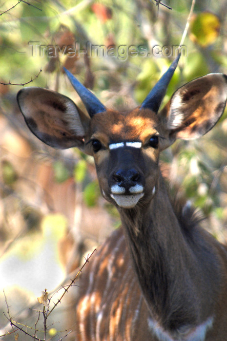 safrica148: South Africa - South Africa Kudu Close-up, Singita - photo by B.Cain - (c) Travel-Images.com - Stock Photography agency - Image Bank