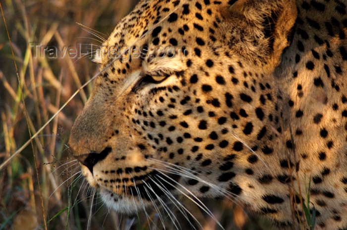 safrica149: South Africa - South Africa Leopard close-up, Singita - photo by B.Cain - (c) Travel-Images.com - Stock Photography agency - Image Bank