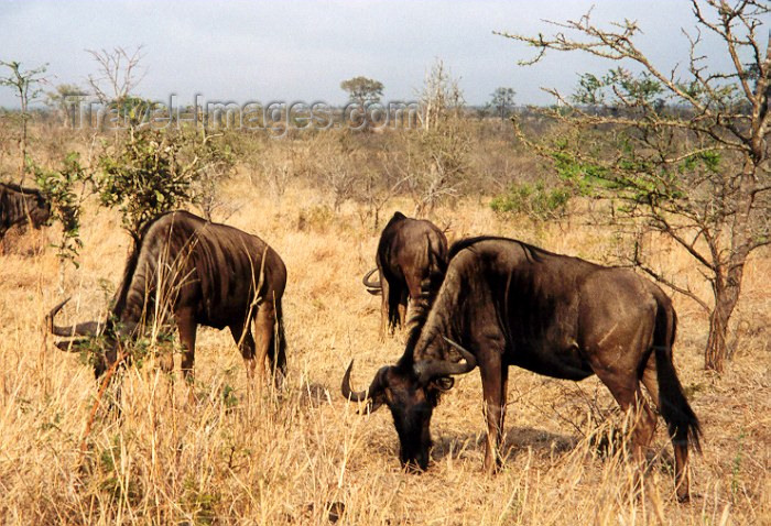 safrica15: South Africa - Kruger Park (Eastern Transvaal) - South African wildlife: gnus aka Blue Wildbeests - Bovidae, Connochaetes - photo by M.Torres - (c) Travel-Images.com - Stock Photography agency - Image Bank