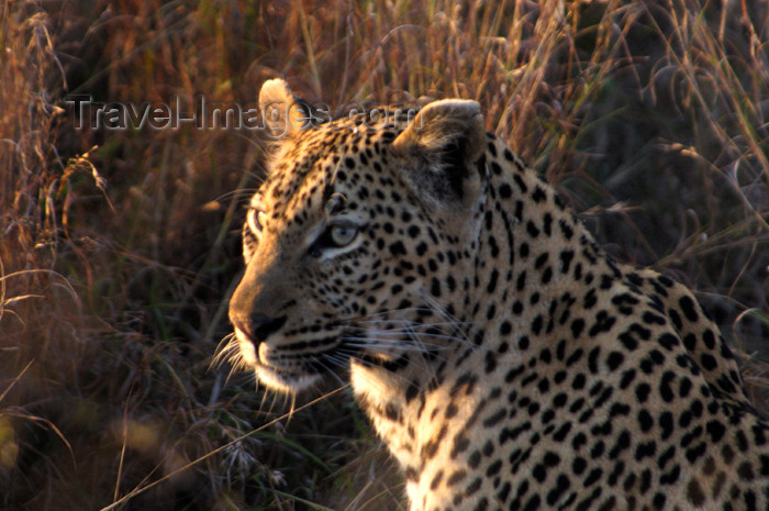 safrica150: South Africa - South Africa Leopard head & shoulders, Singita - photo by B.Cain - (c) Travel-Images.com - Stock Photography agency - Image Bank