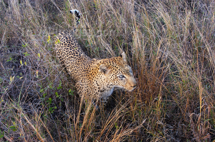 safrica151: South Africa - South Africa Leopard in bush, Singita - photo by B.Cain - (c) Travel-Images.com - Stock Photography agency - Image Bank